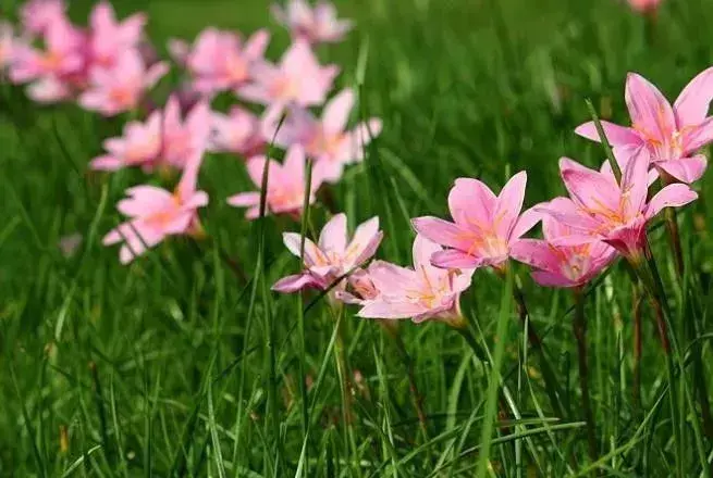 在家种葱风水有讲究吗 葱莲种植风水忌讳什么