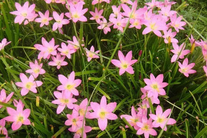 在家种葱风水有讲究吗 葱莲种植风水忌讳什么