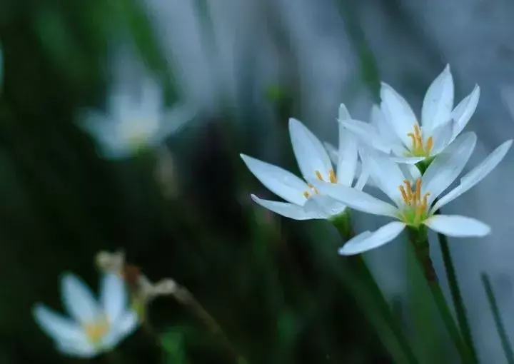 在家种葱风水有讲究吗 葱莲种植风水忌讳什么