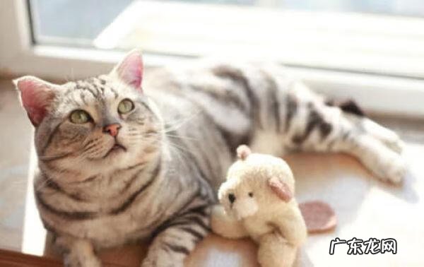 网游之宠物大师 网游之天地宠物