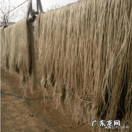 乡村致富 农村致富项目大全