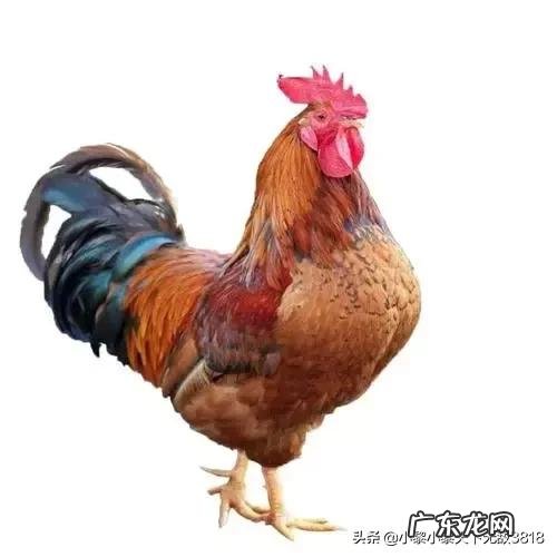 哪个生肖爱钱如命?哪个生肖不在乎钱?