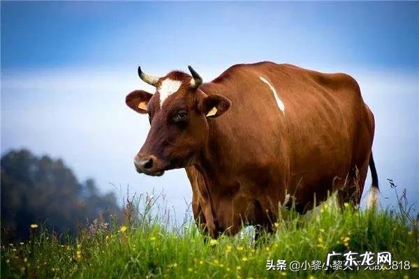 哪个生肖爱钱如命?哪个生肖不在乎钱?