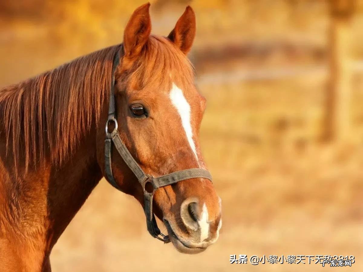 哪个生肖爱钱如命?哪个生肖不在乎钱?