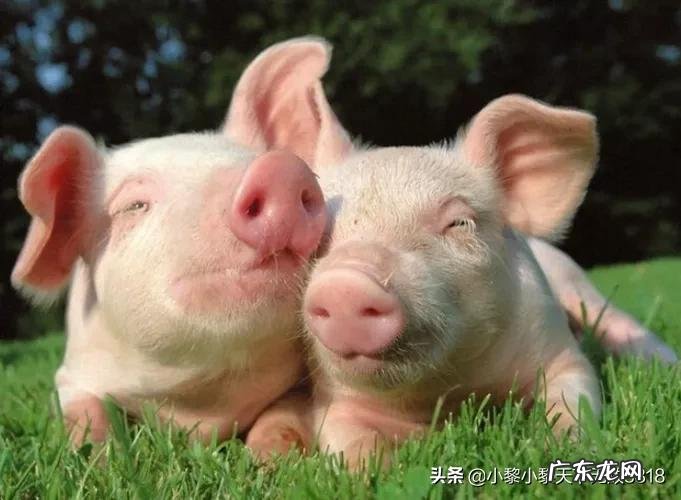 哪个生肖爱钱如命?哪个生肖不在乎钱?