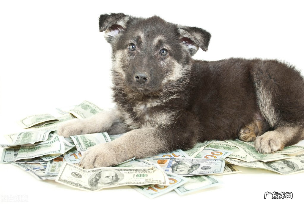 哪个生肖爱钱如命?哪个生肖不在乎钱?