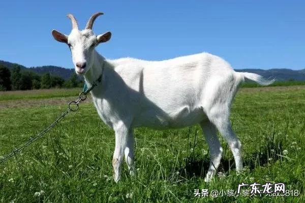 哪个生肖爱钱如命?哪个生肖不在乎钱?