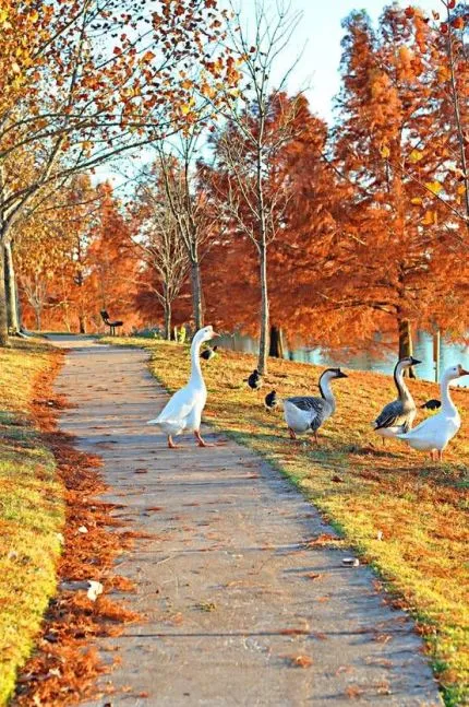 分享一句带“秋”字的唯美古诗或歌词?