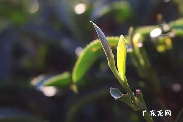 乌龙茶有哪一些 乌龙茶有哪些品种