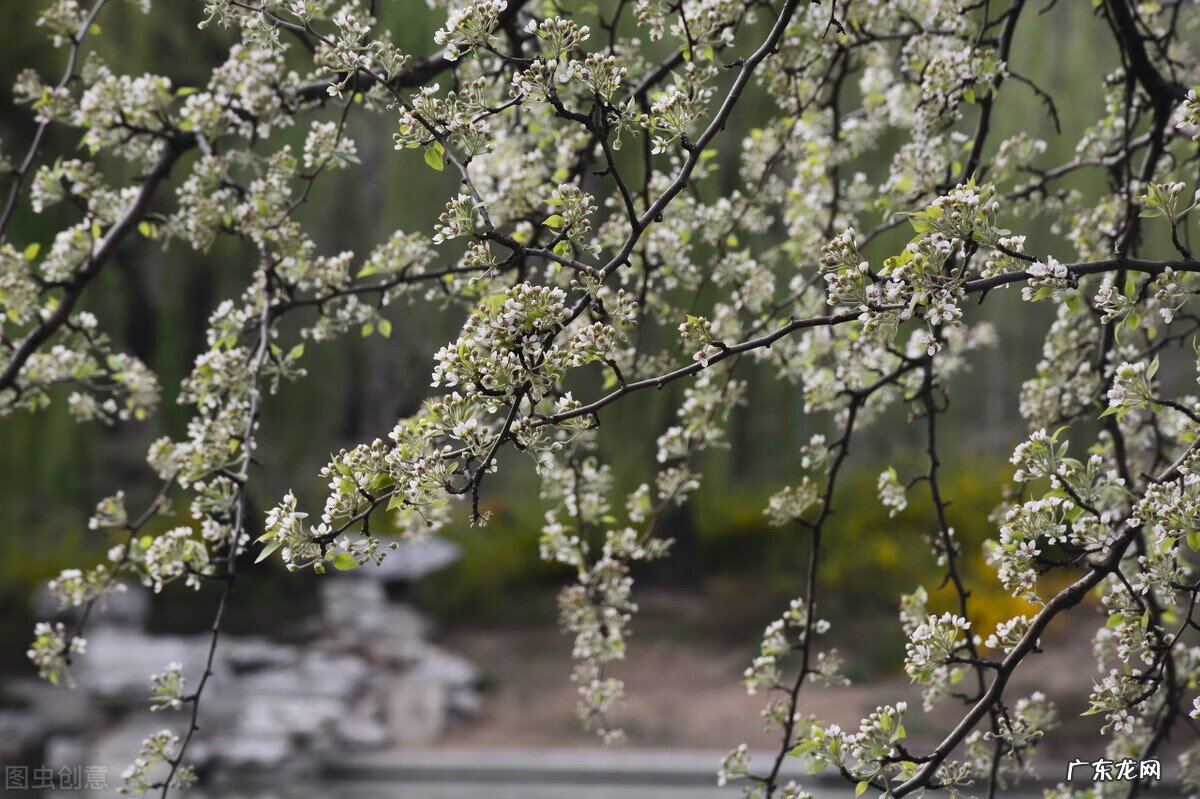 种树风水 窗前种什么树风水好