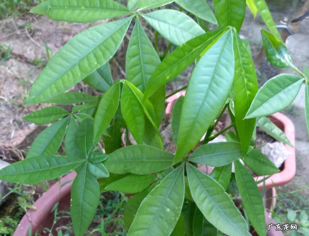 家里种茑萝的风水好不好 家里养绿萝花的风水