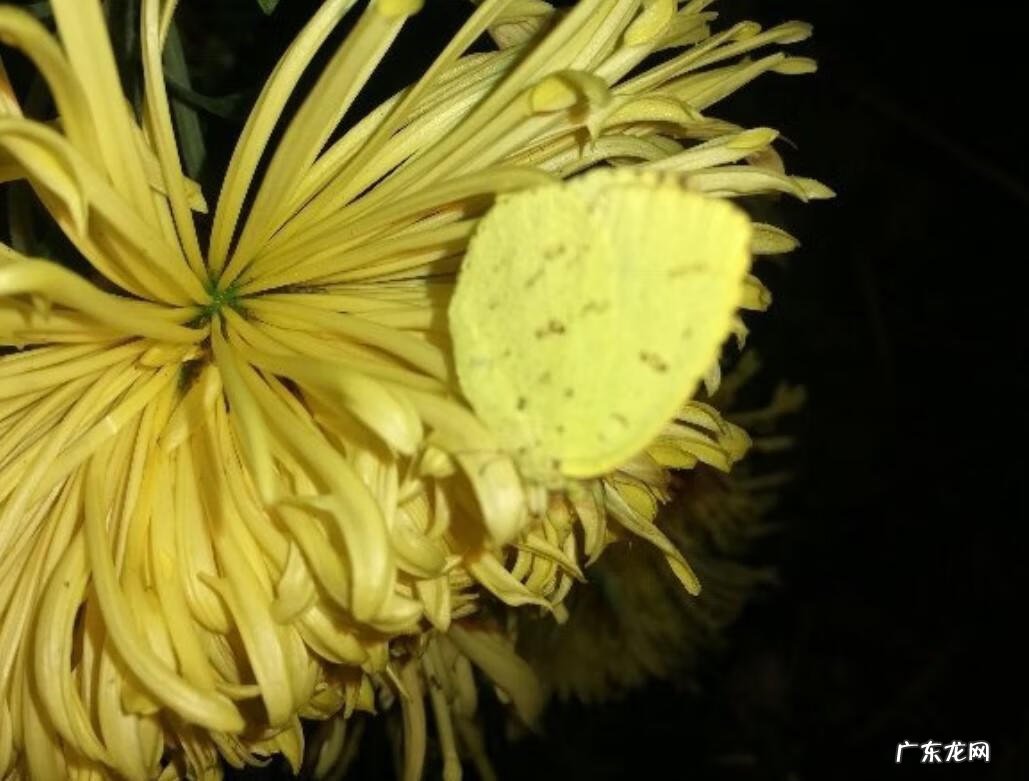 家里种茑萝的风水好不好 家里养绿萝花的风水