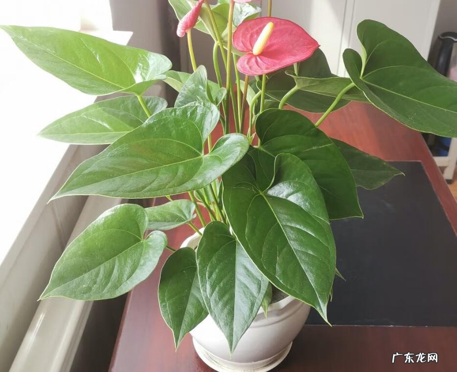 家里种茑萝的风水好不好 家里养绿萝花的风水