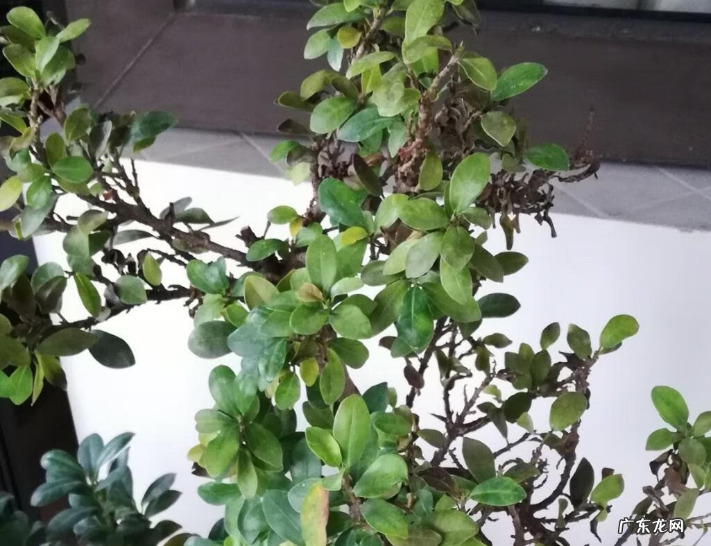 家里种茑萝的风水好不好 家里养绿萝花的风水