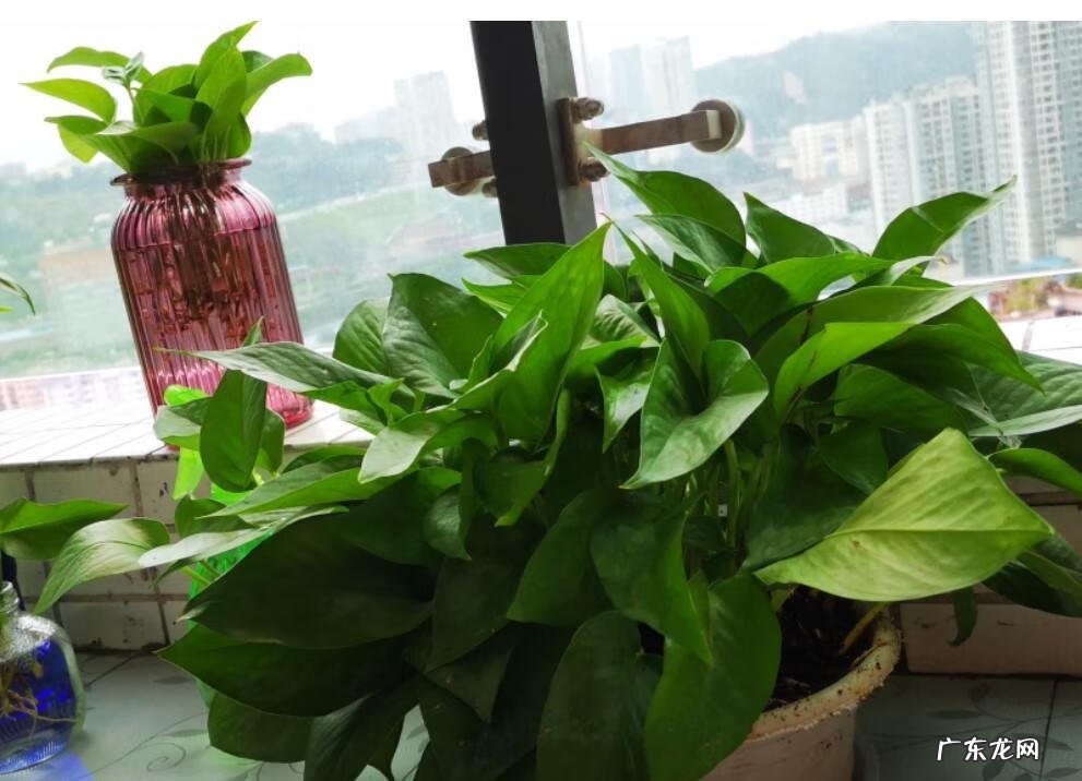 家里种茑萝的风水好不好 家里养绿萝花的风水