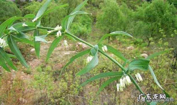 农村的山上到处都有野生黄精,如何从叶子和株型上辨认出真假?