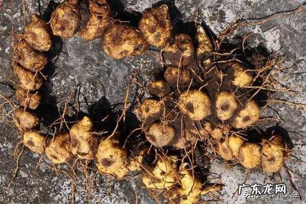 农村的山上到处都有野生黄精,如何从叶子和株型上辨认出真假?