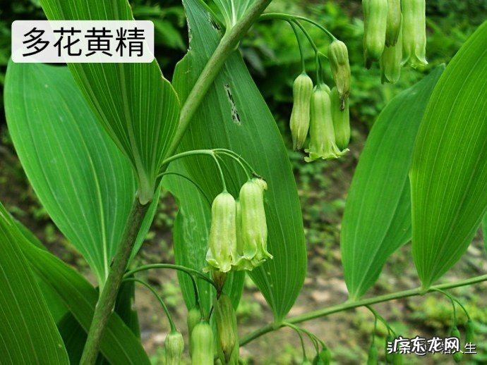 农村的山上到处都有野生黄精,如何从叶子和株型上辨认出真假?