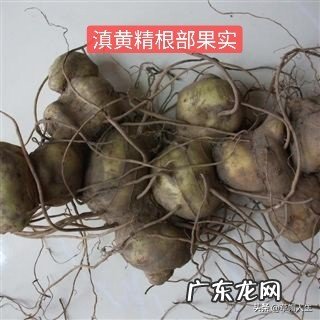 农村的山上到处都有野生黄精,如何从叶子和株型上辨认出真假?