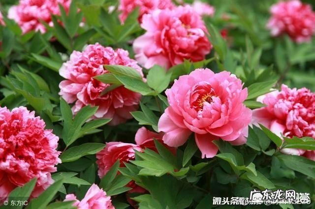 如何用《相聚中秋花好月圆》作首藏头诗？