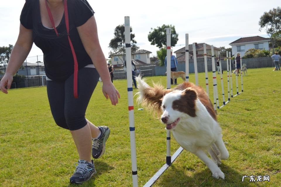 狗狗训练 宠物狗训练师