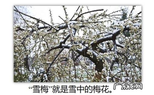 暮江吟古诗的意思是 暮江吟古诗表达的意思