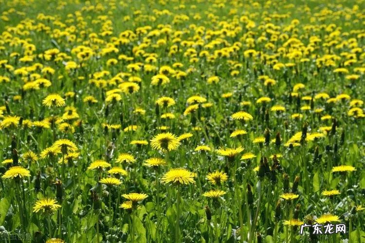 最赚钱的种植项目 现在种植什么能赚钱