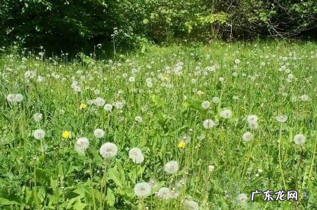 最赚钱的种植项目 现在种植什么能赚钱