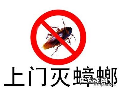 如何快速除蟑螂?