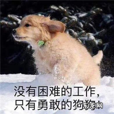 名犬图片 六种风水名犬