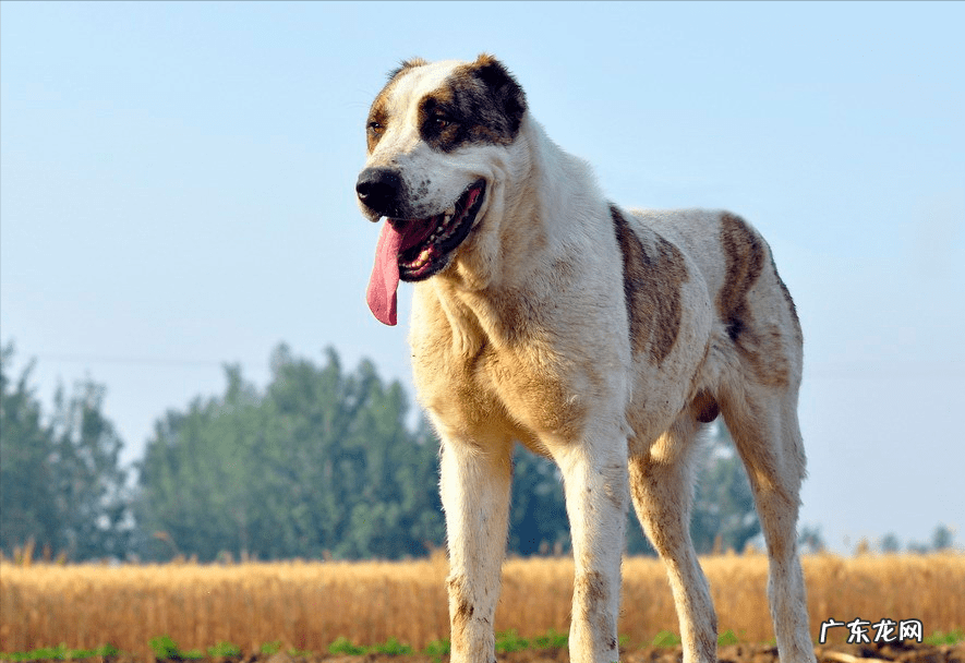 名犬图片 六种风水名犬
