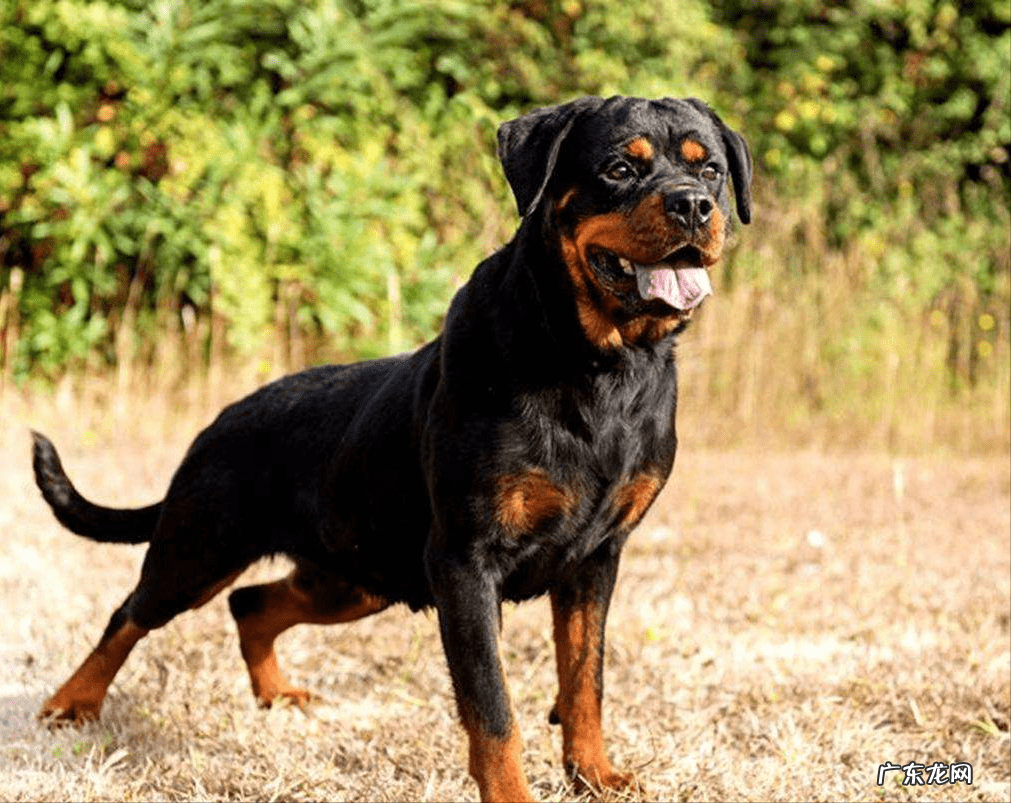 名犬图片 六种风水名犬