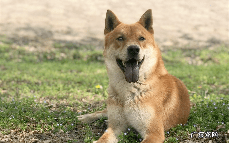 名犬图片 六种风水名犬