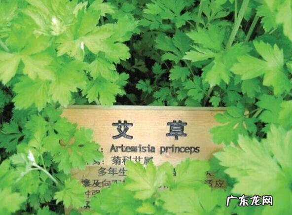 艾叶的好处 艾叶功效与作用的功效与作用