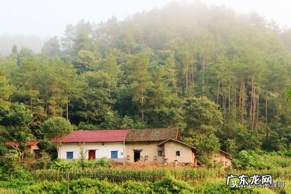 怎么找到蜂王 风水蜜蜂地