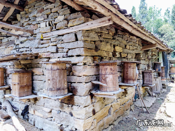 怎么找到蜂王 风水蜜蜂地