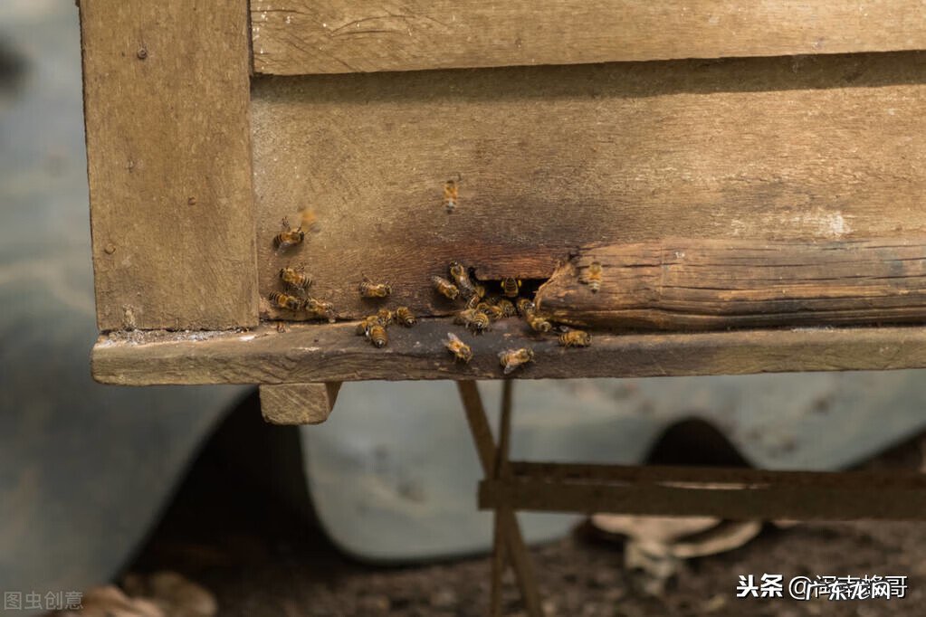 怎么找到蜂王 风水蜜蜂地