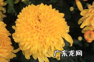 桂花什么季节开花是夏天开的吗 菊花是什么时候开放的标准答案