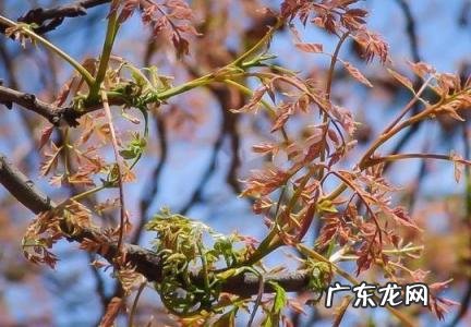 木兰芽的功效与作用及禁忌 木兰芽的功效与作用及禁忌是什么