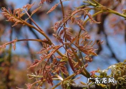 木兰芽的功效与作用及禁忌 木兰芽的功效与作用及禁忌是什么