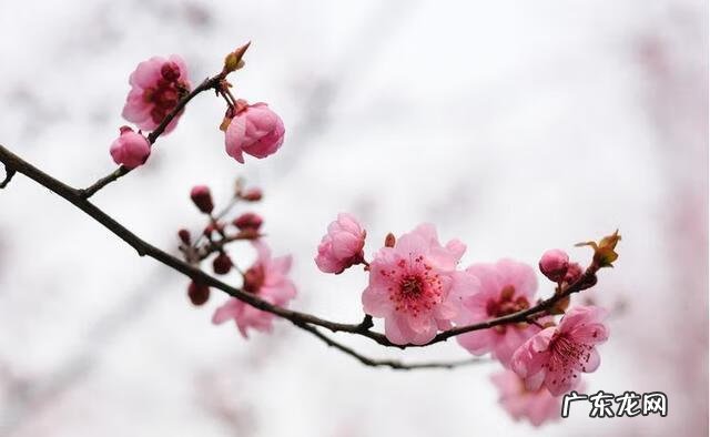 君子之交接如水代表什么生肖?