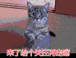 斗牛犬有几种 斗牛獒犬