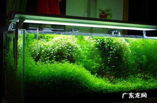 鱼缸循环水 鱼缸水循环方向风水