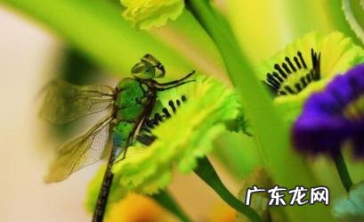 蜓组词语两个 蜓的组词以及释义拼音 蜓组词语两字