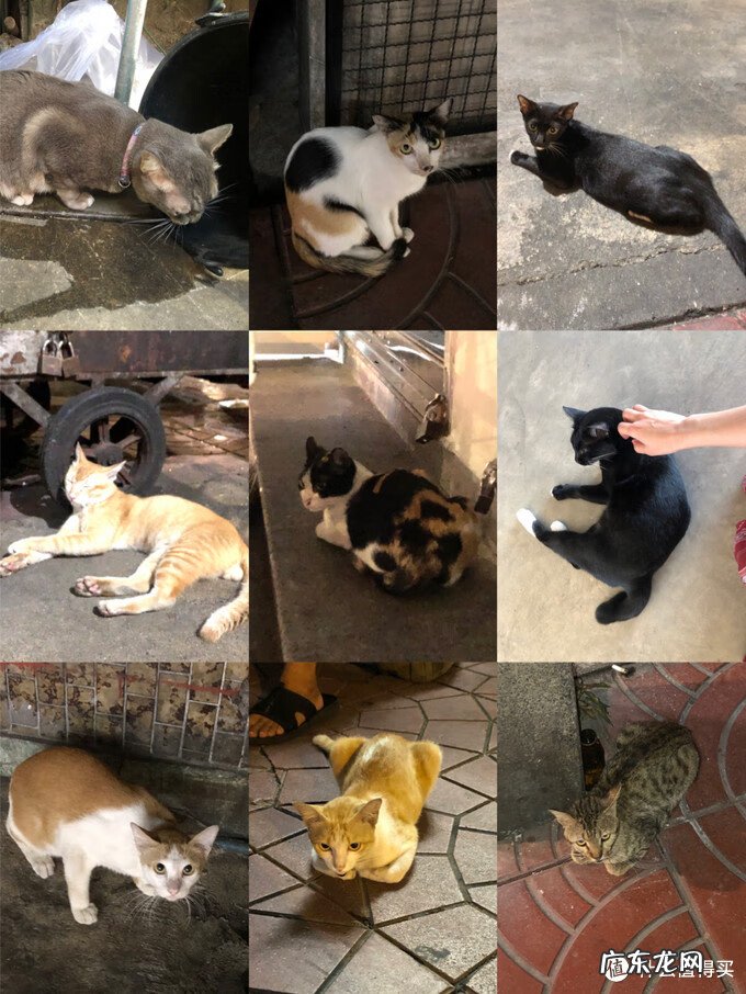 沙奈朵特性 沙朵化妆品怎么样