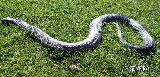 十大毒蛇排名第一 蛇的毒性排名多少