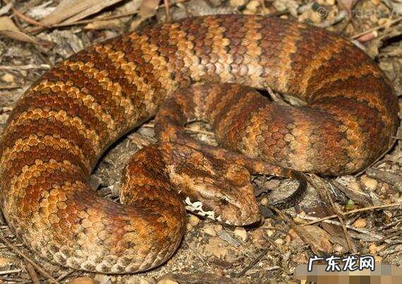 十大毒蛇排名第一 蛇的毒性排名多少