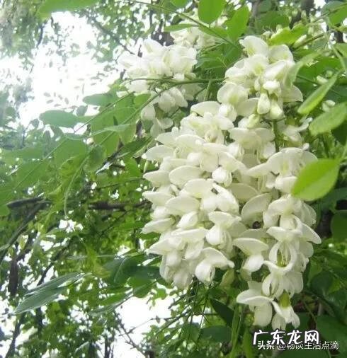 梨花女子大学知乎 梨花 风水