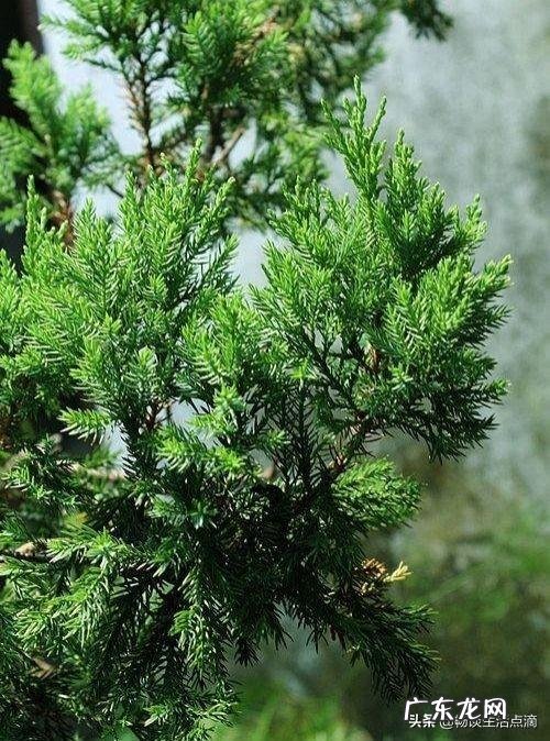 梨花女子大学知乎 梨花 风水