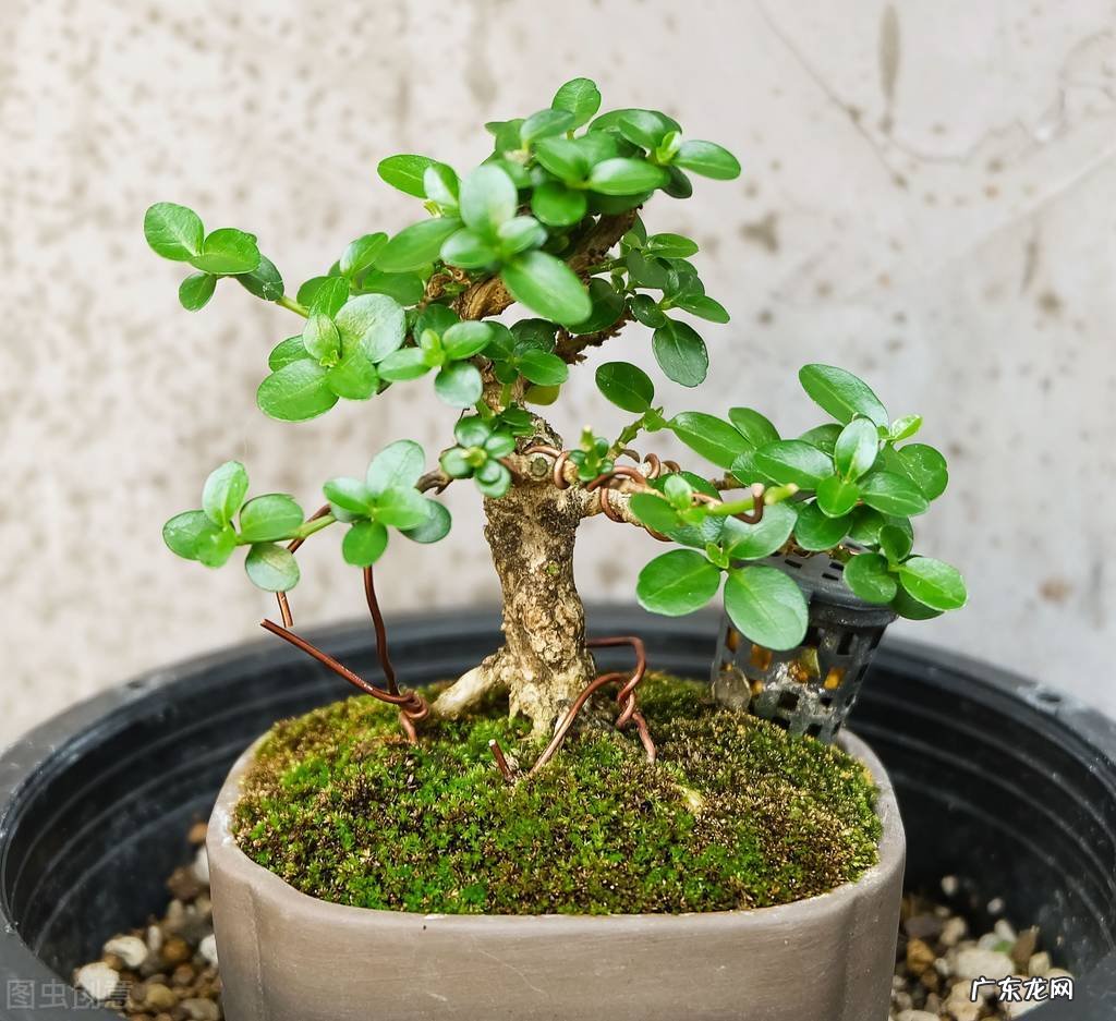 8种“富贵树”,小苗白菜价,老桩值千金